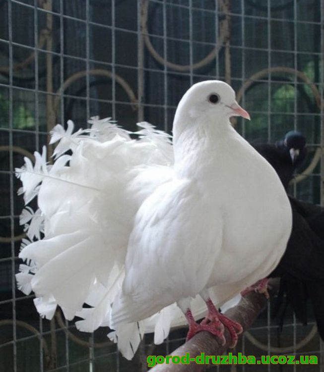В Сумах пройдёт всеукраинская выставка-ярмарка птиц