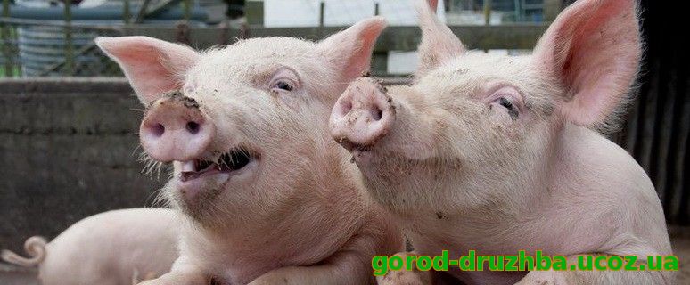 На Сумщині новий спалах африканської чуми свиней